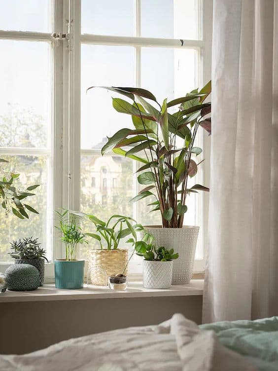 Consejos para colocar plantas dentro de casa